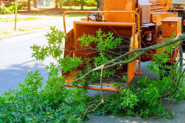 Best Tree Trimming Near Me  in Fort Clark Springs, TX